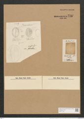 Cocconeis scutellum var. brasiliensis Grun. (de-Toni-Nr.: Genus 40, Species 1812) Zeichnungen Sammlung Grunow Nr. 3599 (NHMW-BOT-W0371193)